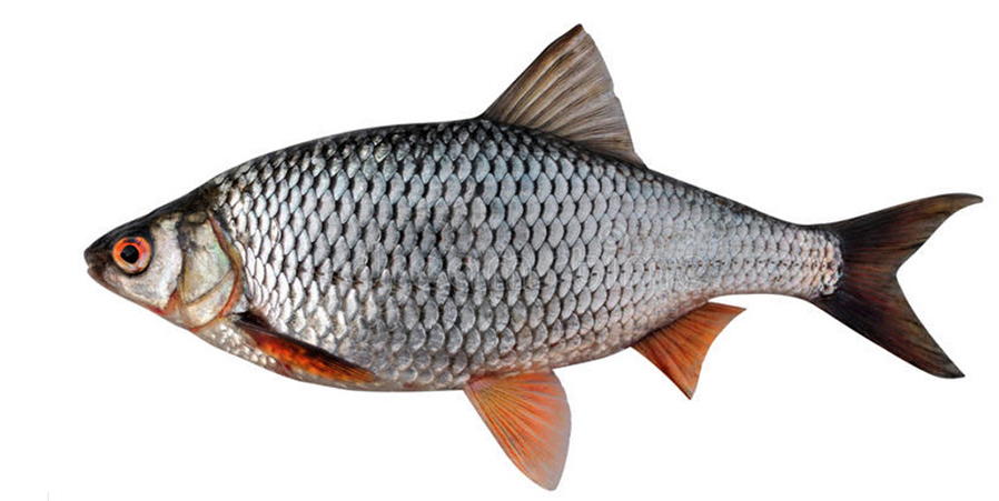 Rutilus rutilus_06.jpg